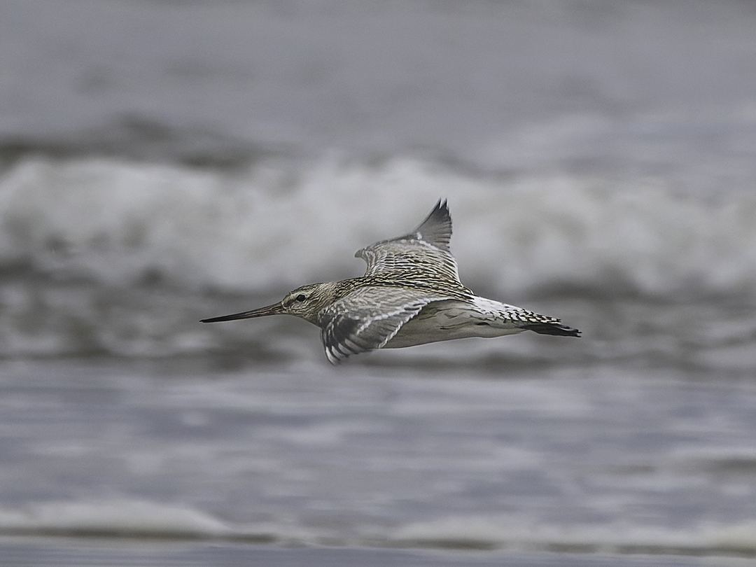 Godwit