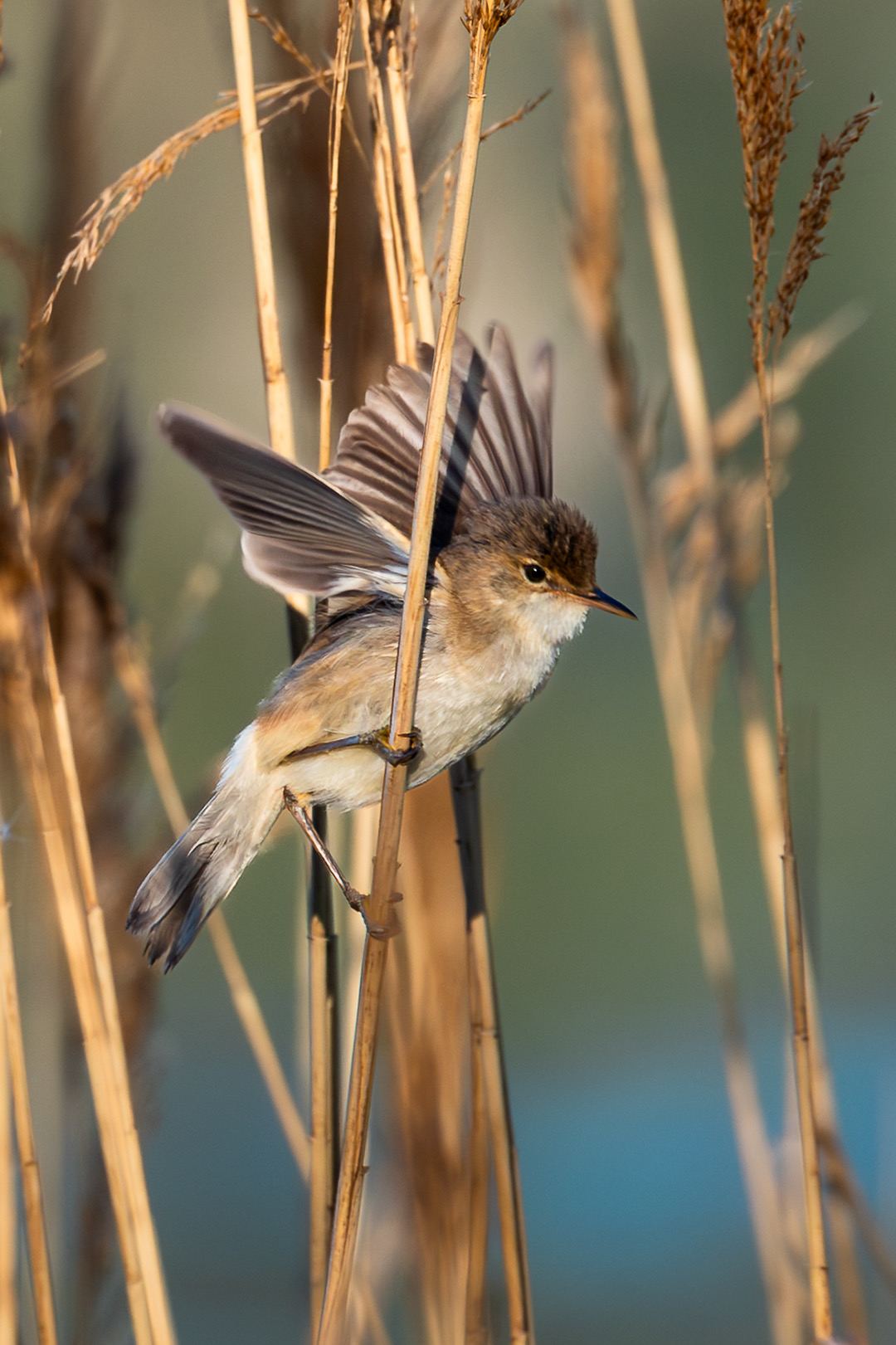 Warbling