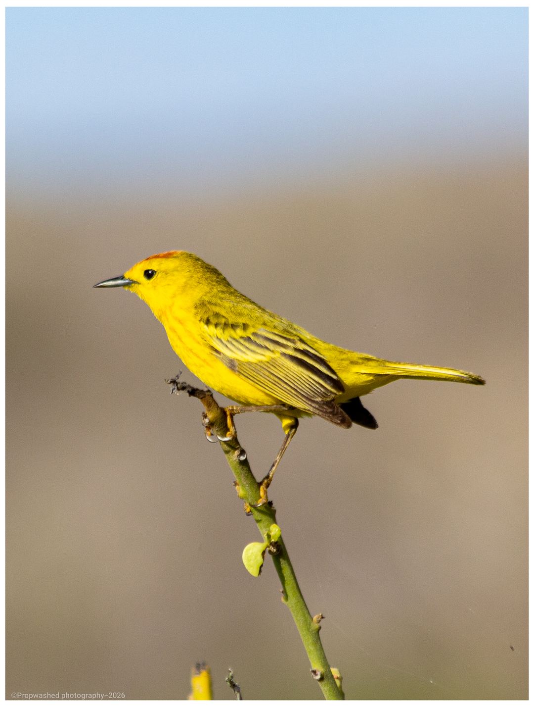 Yellow Crested Warbler watching me as I shoot they're picture 