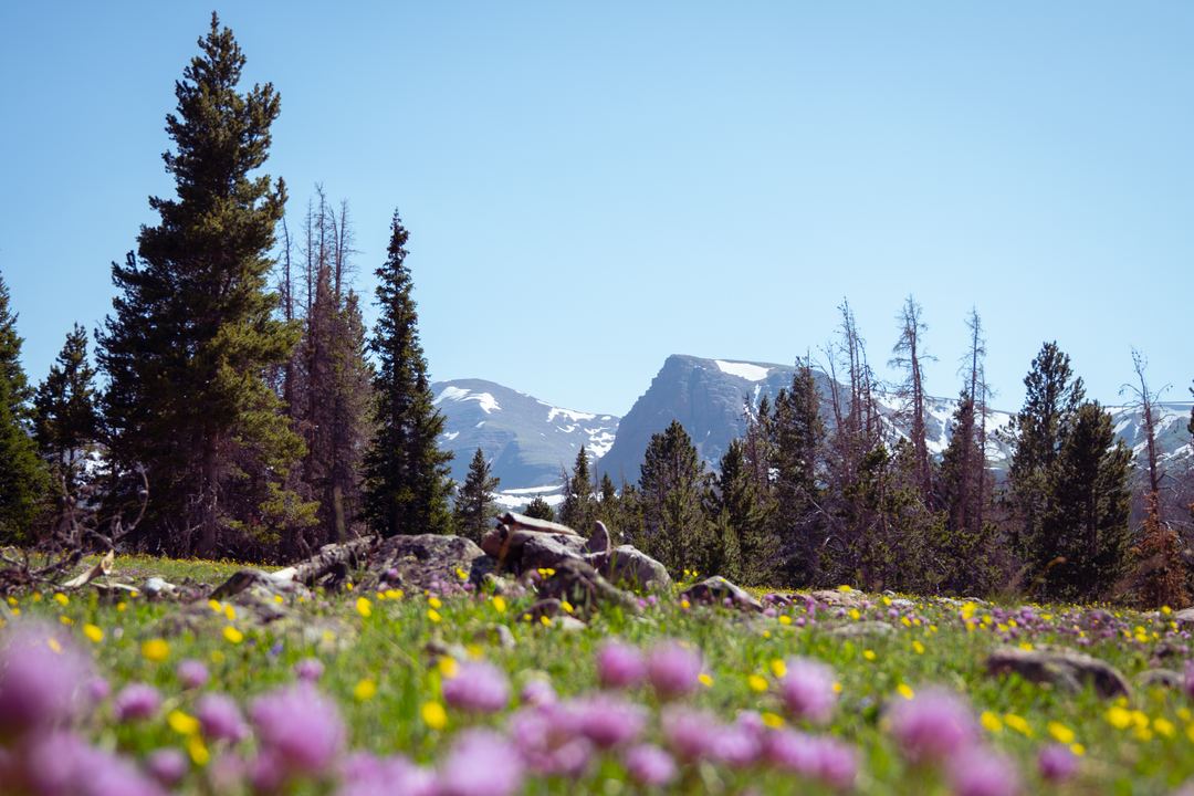 Wildflowers in the Uintas