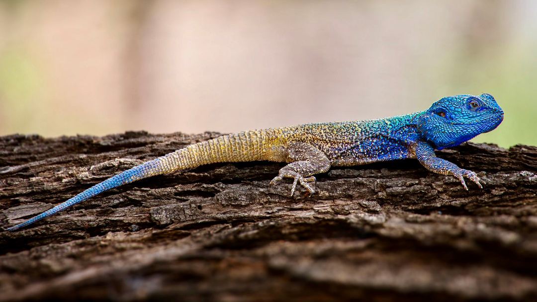 My Picture of a  Southern Tree Agama from Southafrica