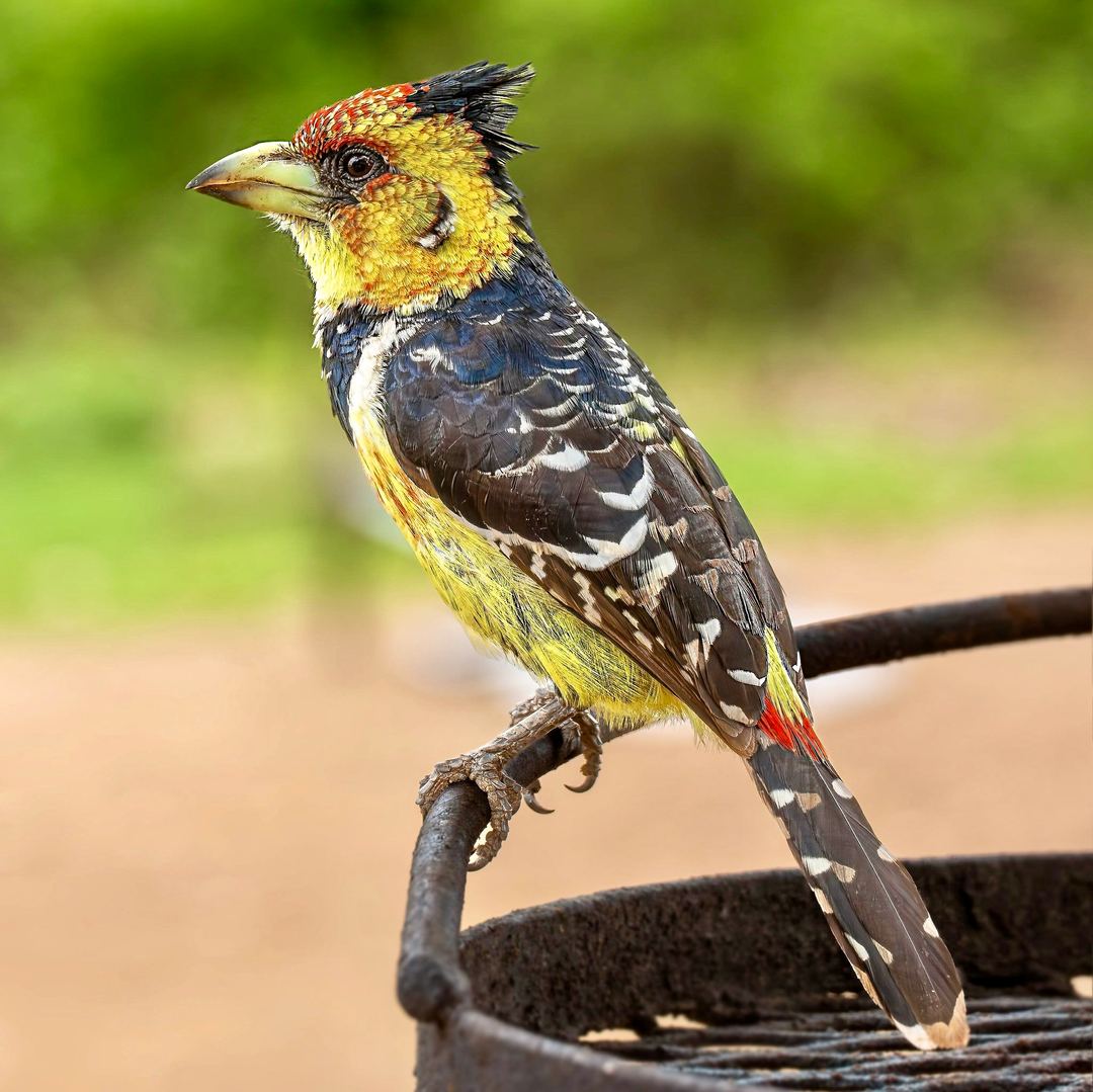 A Crested Barbet photographed in Southafrica