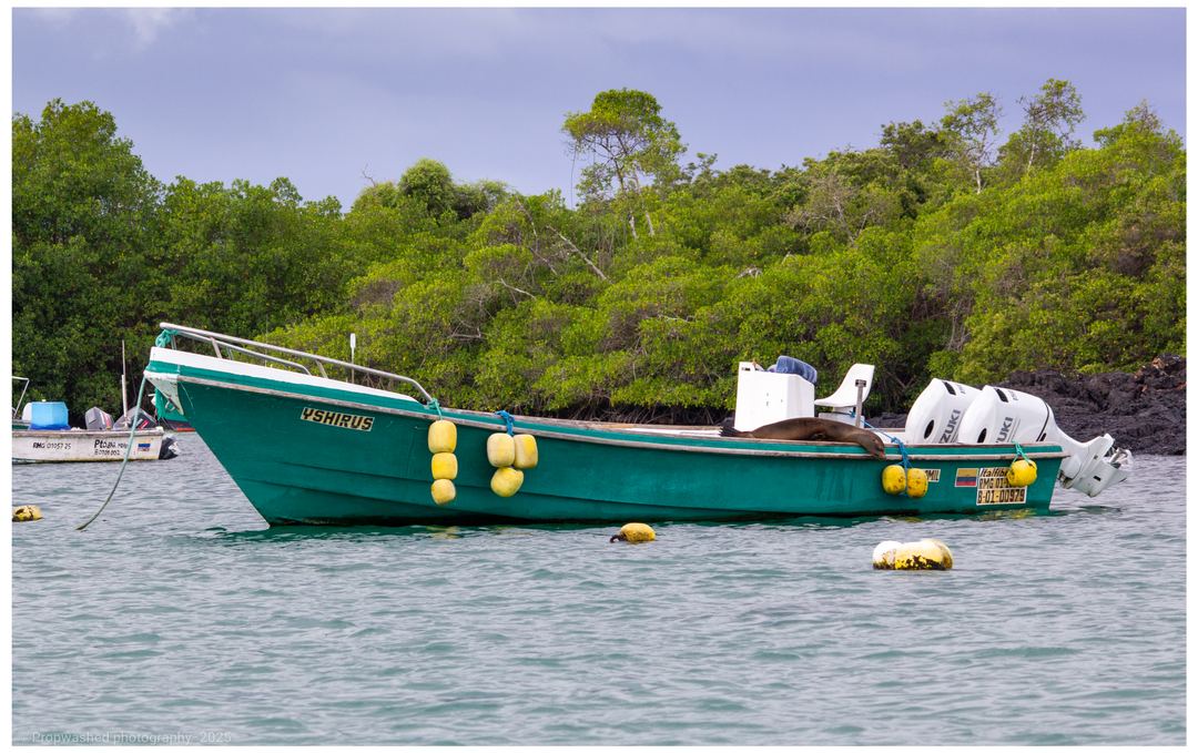 Sleeping sealion falls asleep on a fishing vessel 
