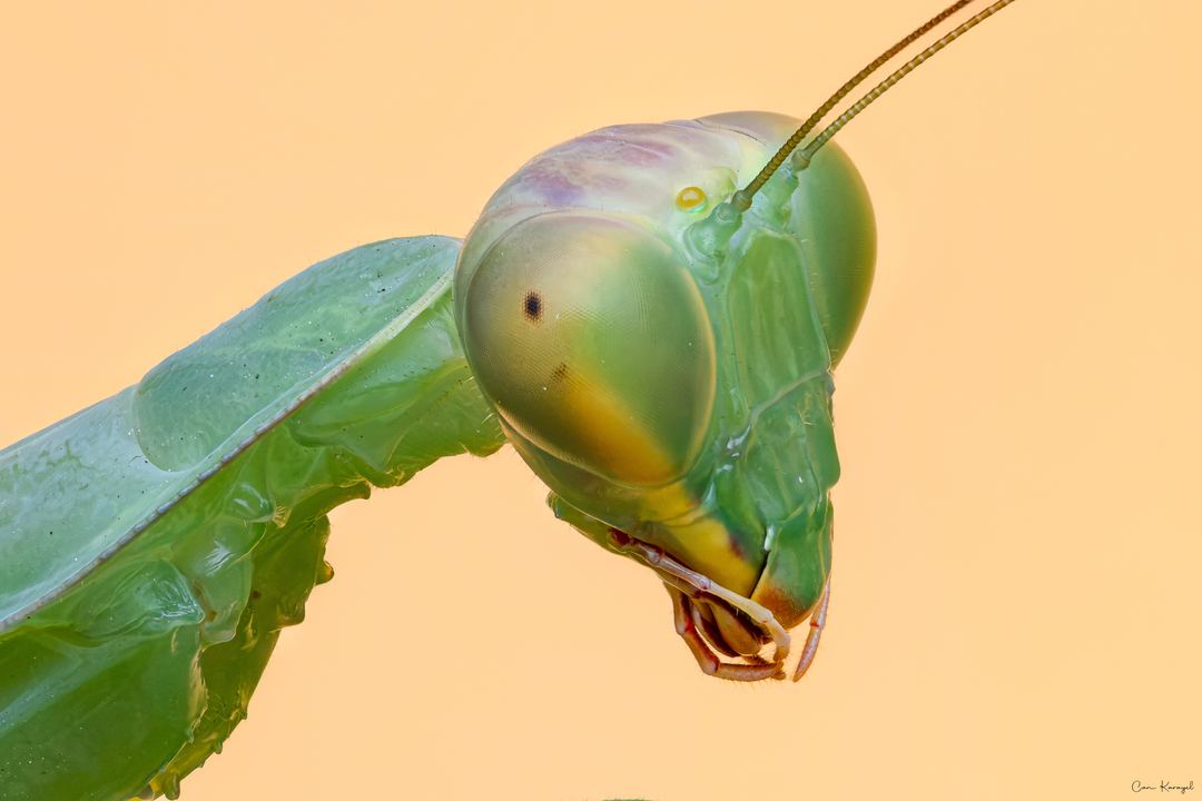 Transcaucasian Giant Mantis (Hierodula transcaucasica)
•••
Canon EOS R5 Mark II
Canon RF 100mm f/2.8 L Macro IS USM
Alight Open Diffuser
•••
©Can Karayel