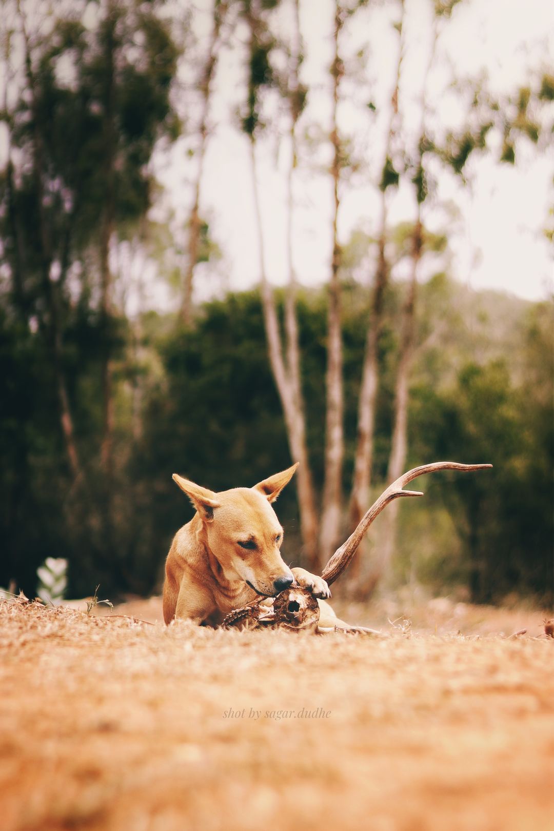 A dog caressing the remnants of a passed one