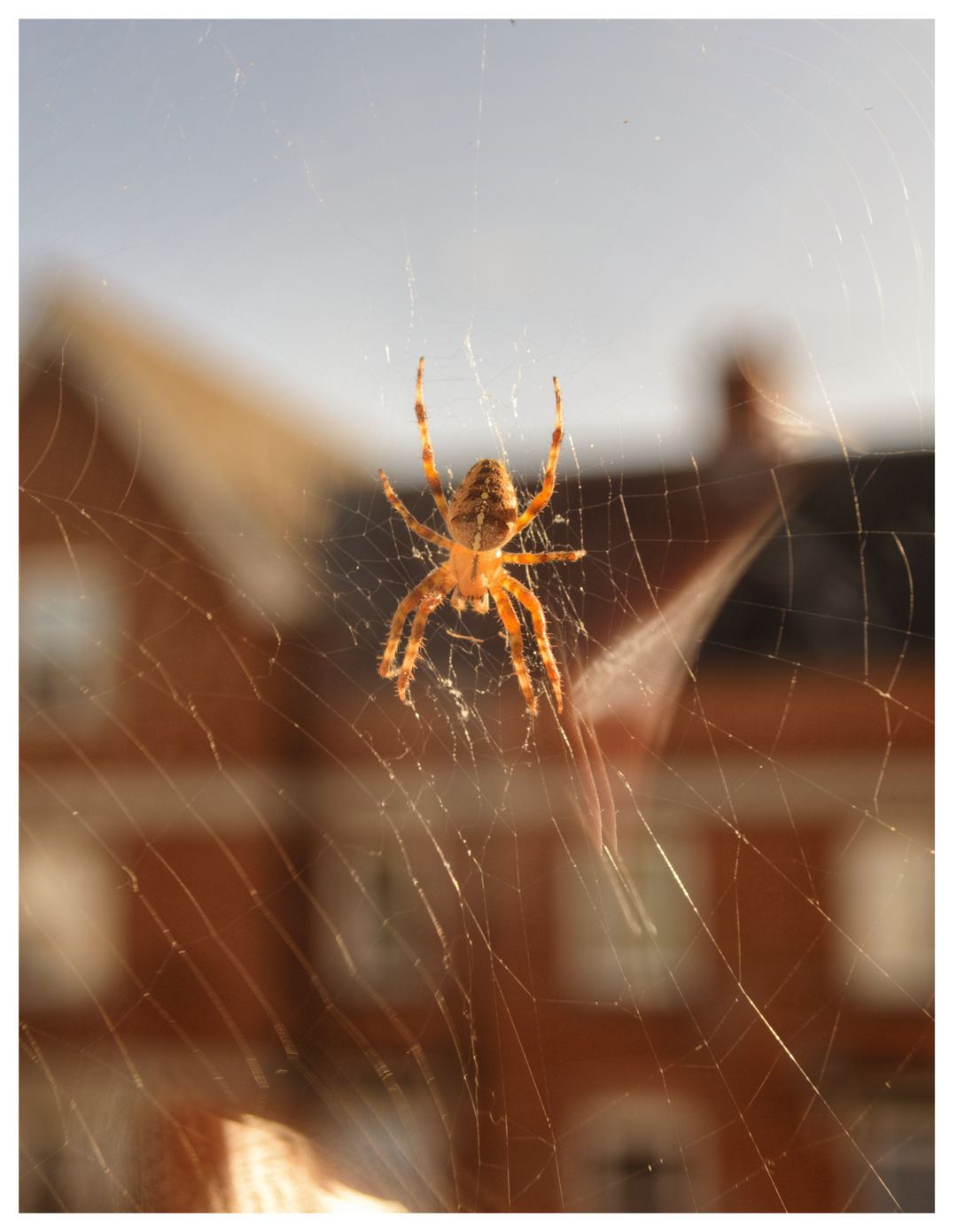 Close up of spider at bedroom window