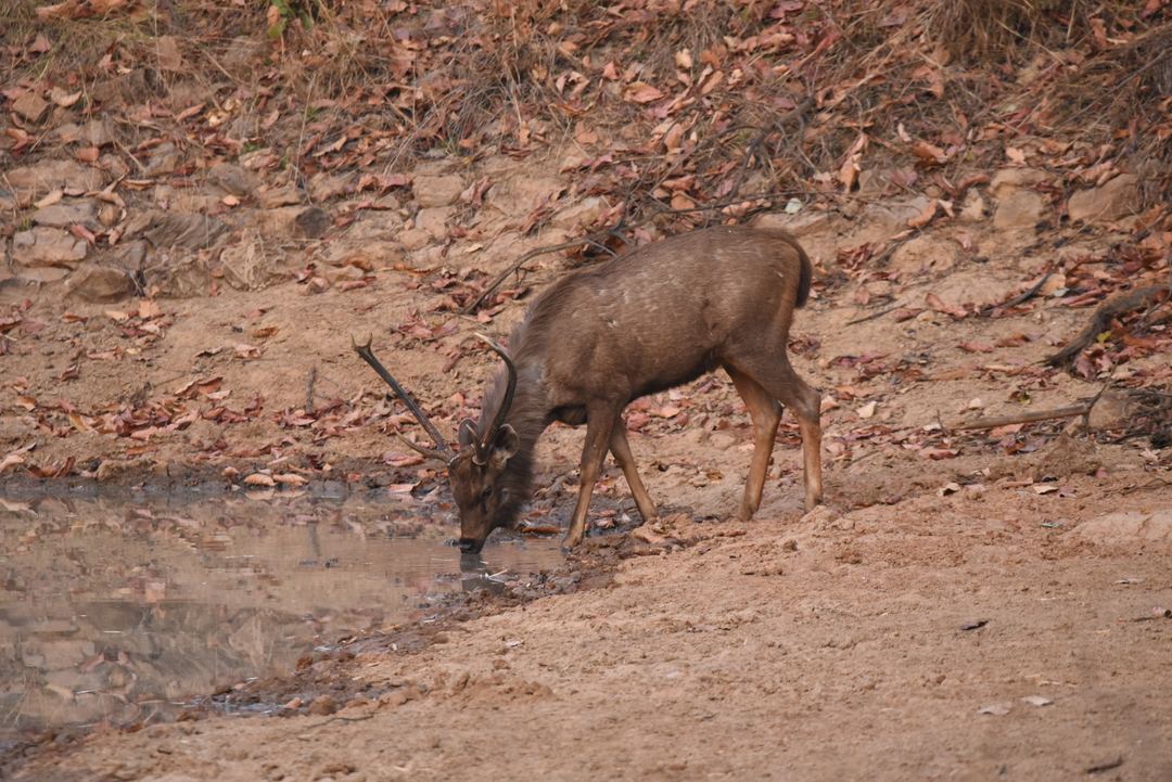 Sambar Deer, Bandhavgarh National Park