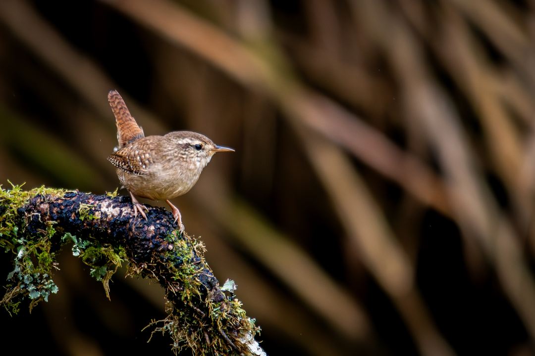 First capture of a Wren. I had no idea how loud this little bird could be!
Shot on my canon 760D and Sigma 150-500mm