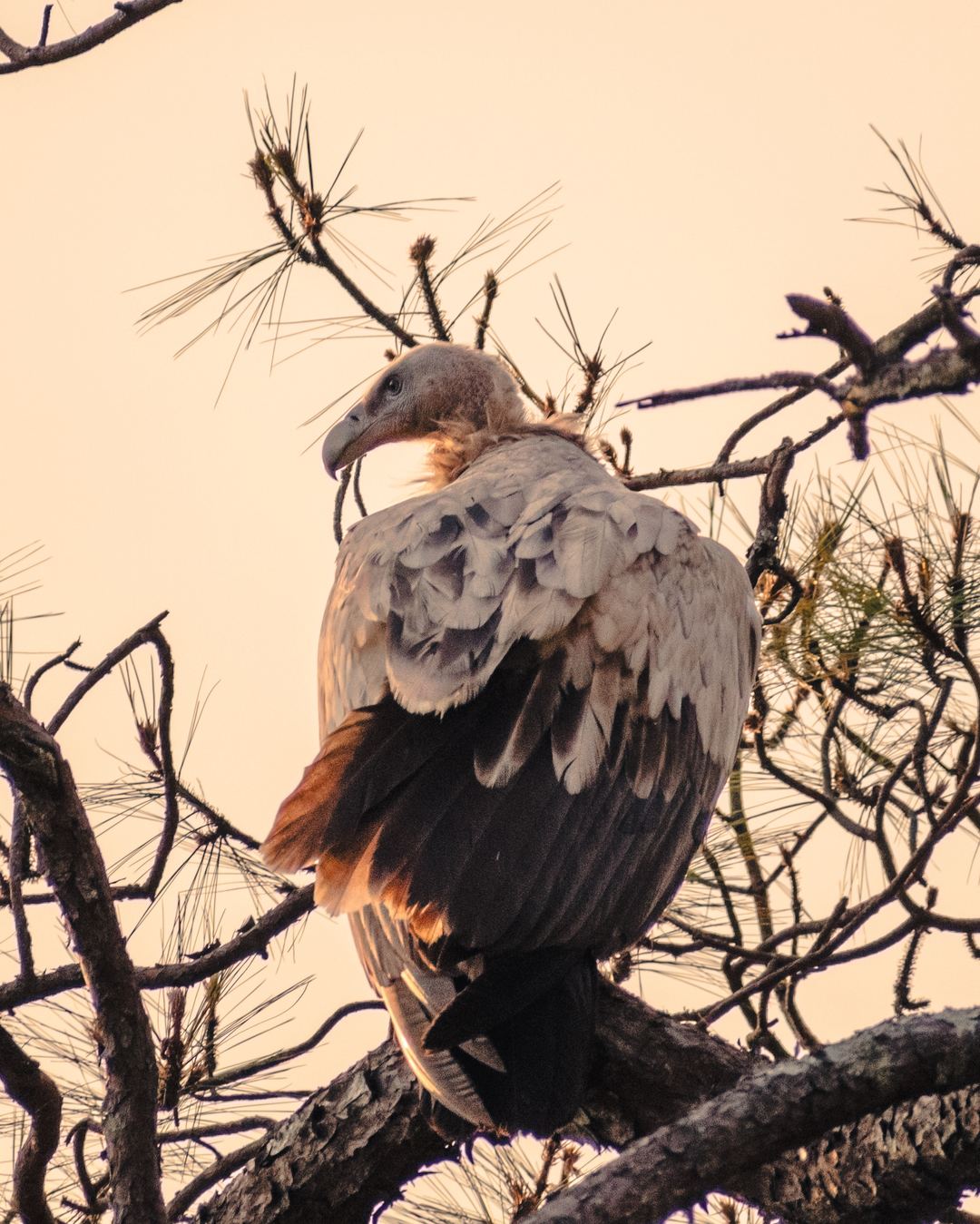 Photograph by Mayank