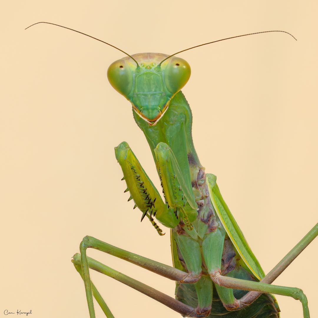  Transcaucasian Giant Mantis (Hierodula transcaucasica)
•••
Canon EOS R5 Mark II
Canon RF 100mm f/2.8 L Macro IS USM
Alight Open Diffuser
•••
©Can Karayel