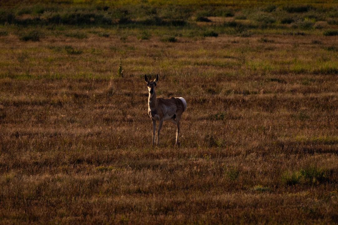 Antelope on the Colorado prairie
