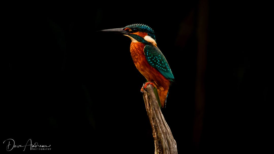 Kingfisher