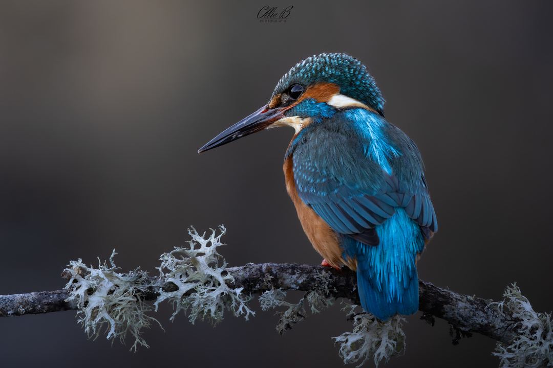 Dark kingfisher eyeing up his prey 