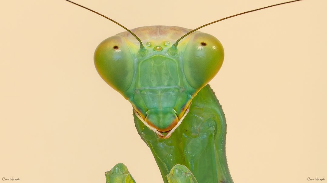 Transcaucasian Giant Mantis (Hierodula transcaucasica)
•••
Canon EOS R5 Mark II
Canon RF 100mm f/2.8 L Macro IS USM
Alight Open Diffuser
•••
©Can Karayel