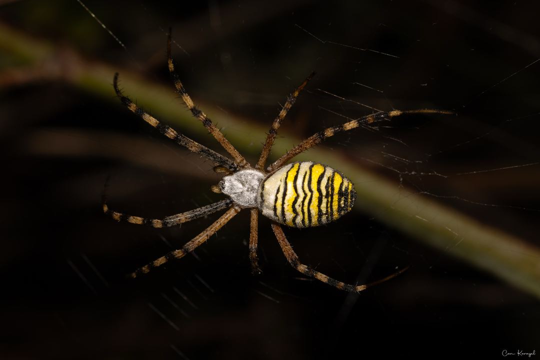 Wasp Spider (Argiope bruennichi)