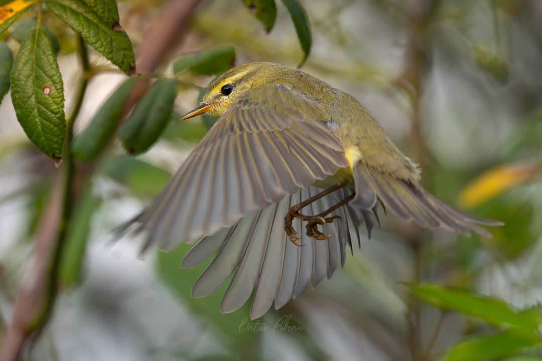 Photograph by Batur Pekcan