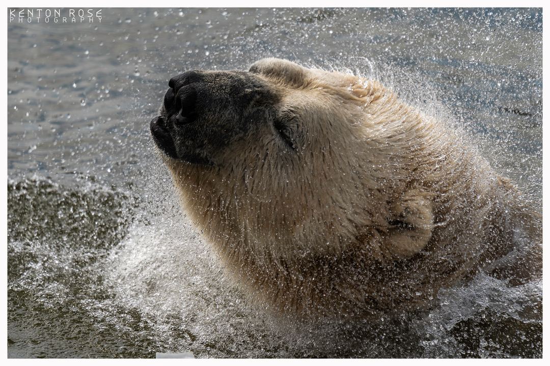 Polar Bear having a shake whilst cooloing off