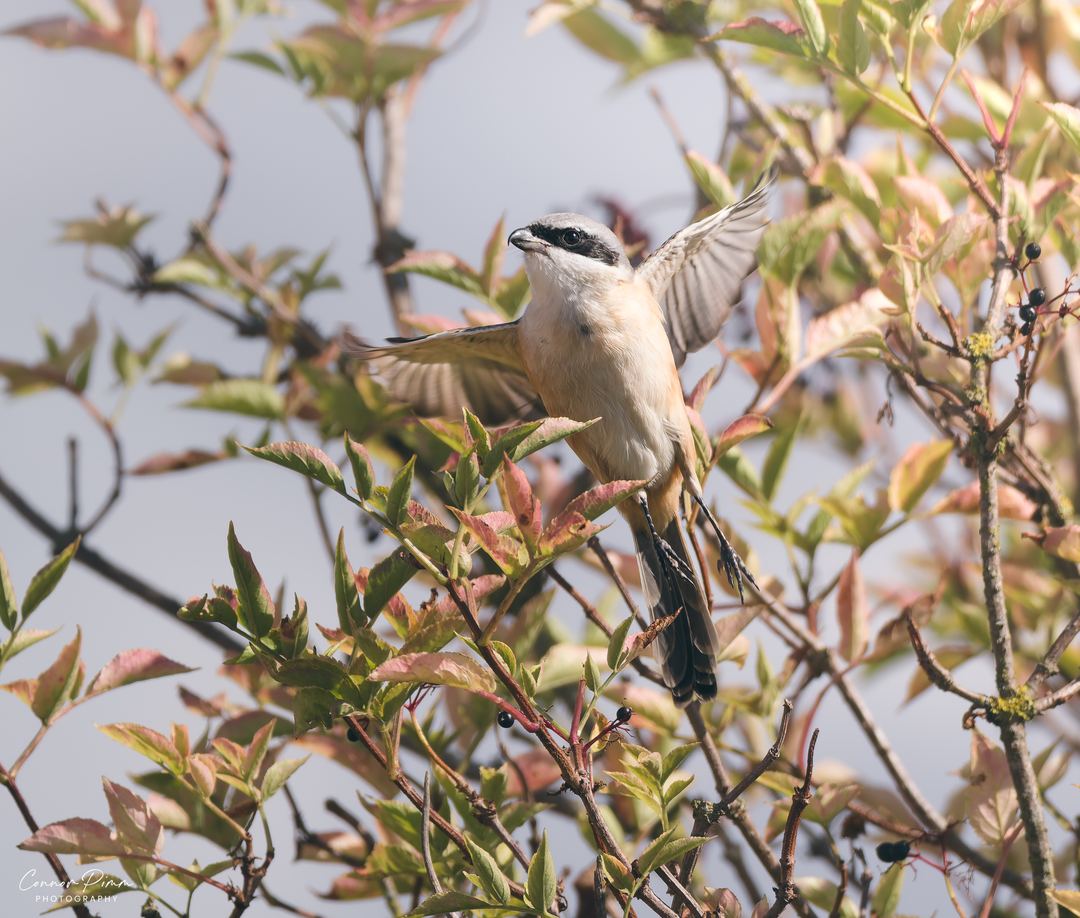 Long-tailed Shrike taking flight 