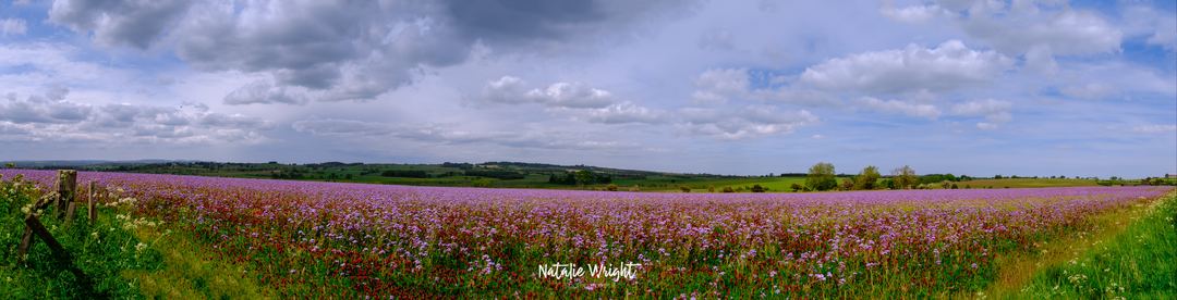A field of purple flowers overlooked by the cheviot foothills in the distance.