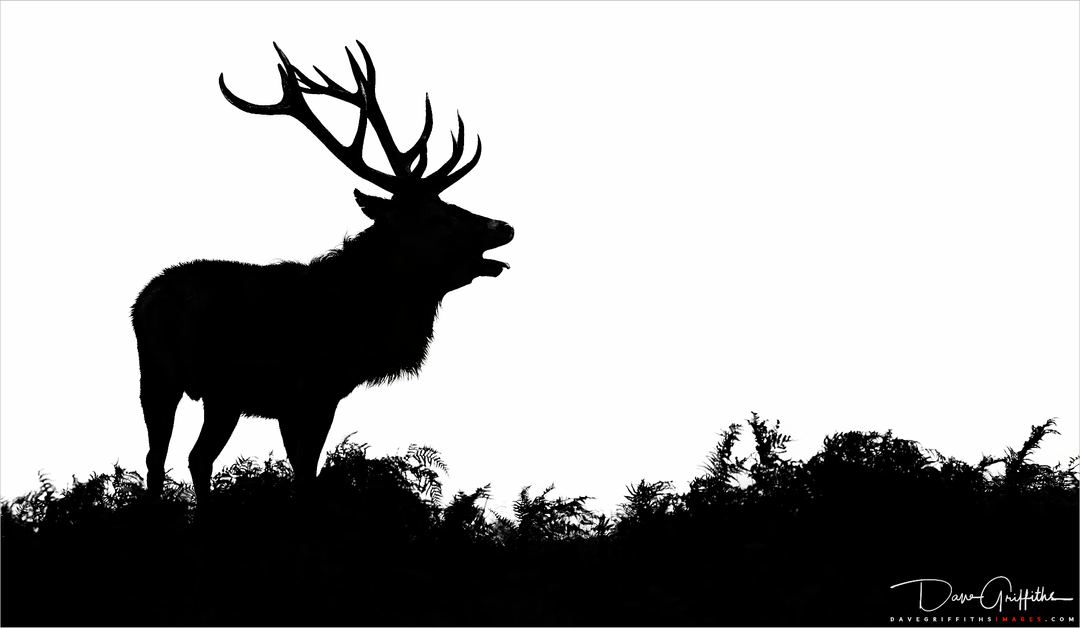 One from Bradgate Park last week.
