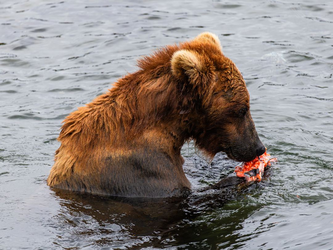 Katmai NP, AK