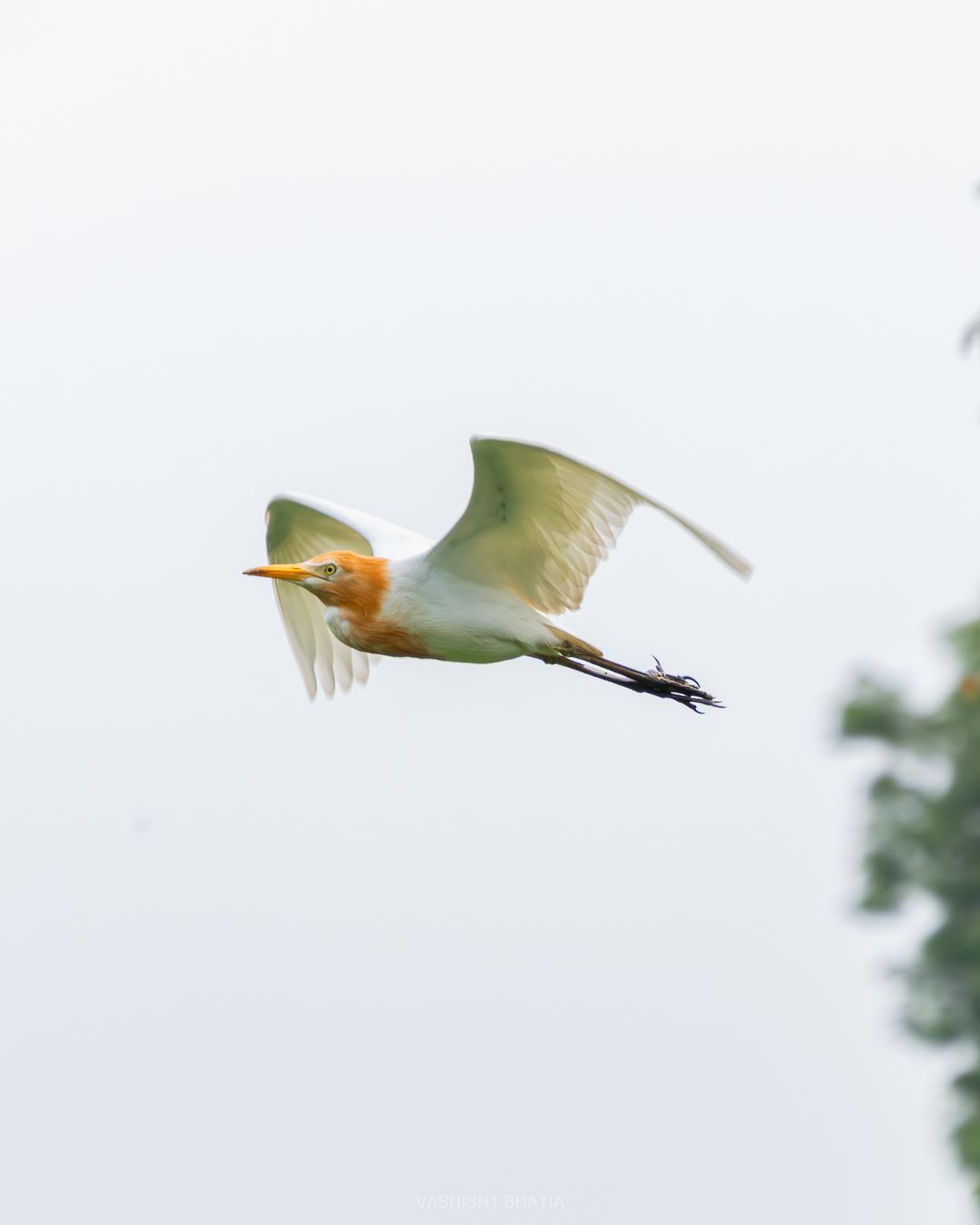 Photograph by Vashisht Bhatia