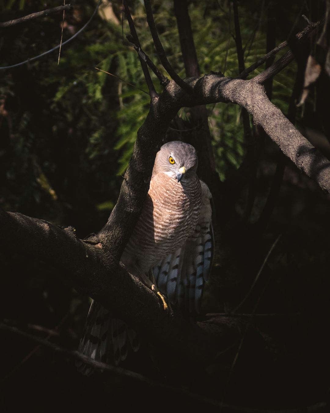 Shikhra watching through the branches