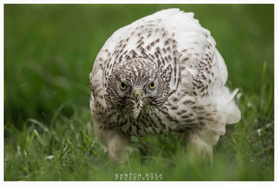 A Russian Albidus Goshawk enjoying its lunch at York Bird Of Prey Centre