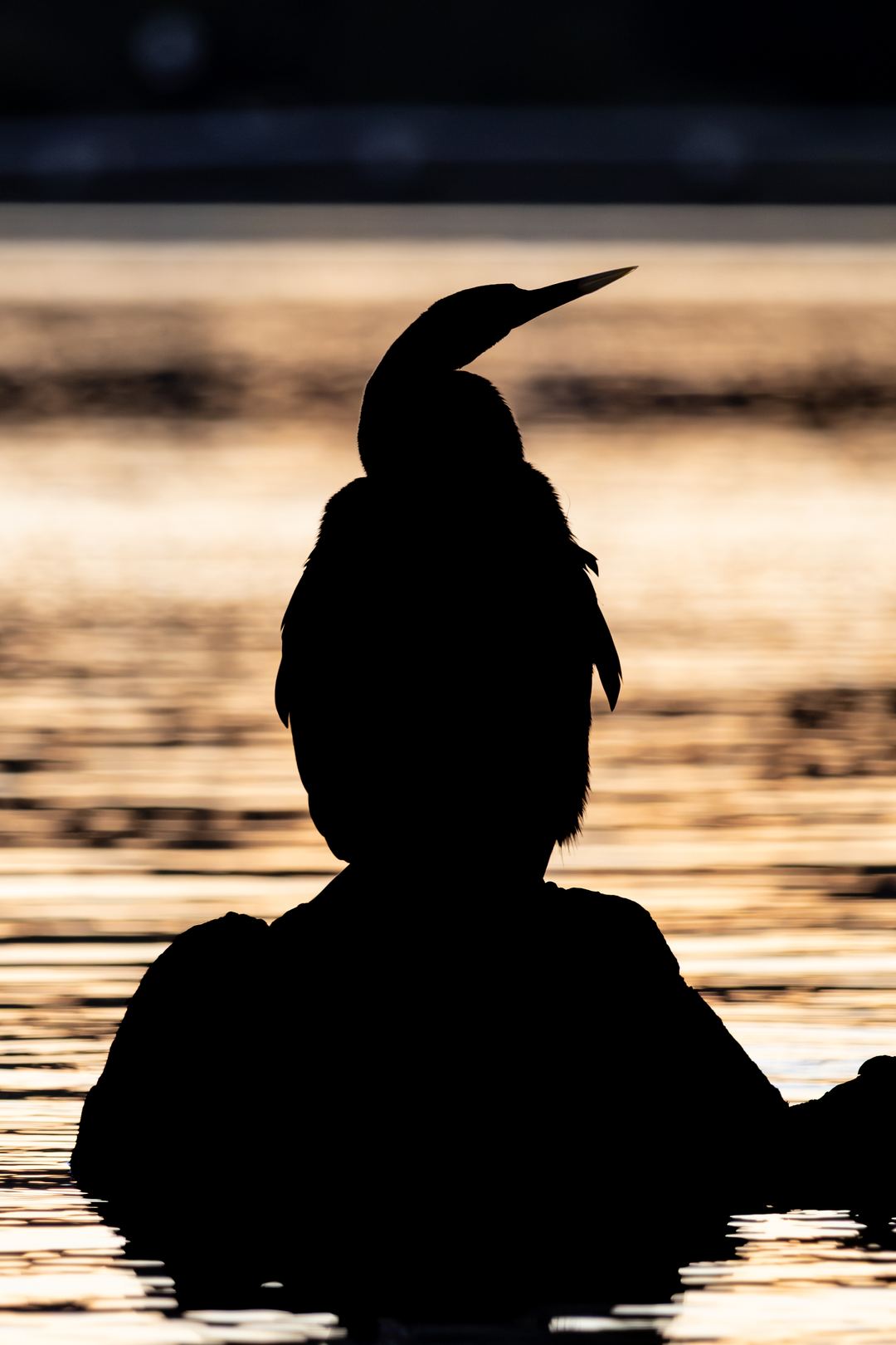 Photo of a cormorant taken yesterday