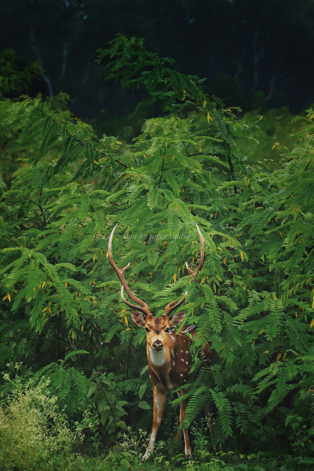 Deer hiding in the bushes