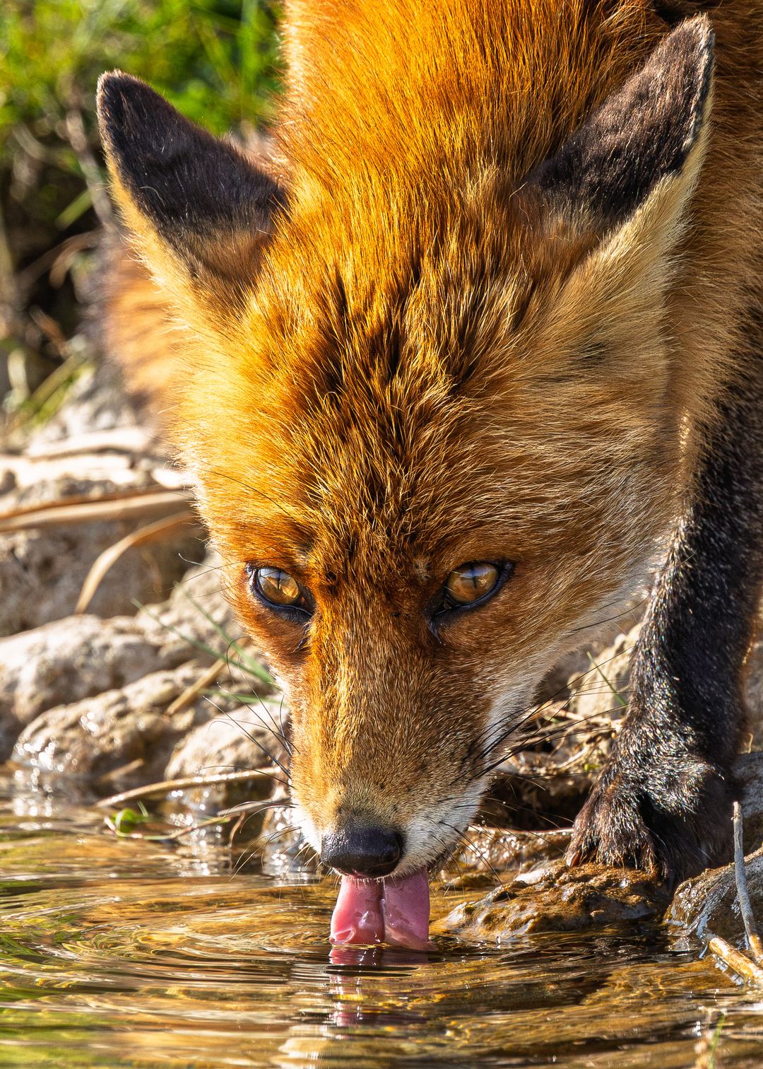 Fox having a nice drink, The Netherlands last week🦊