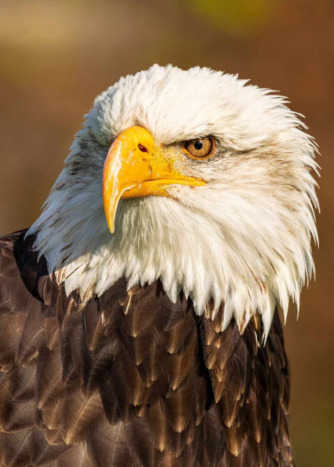 American Bald Eagle