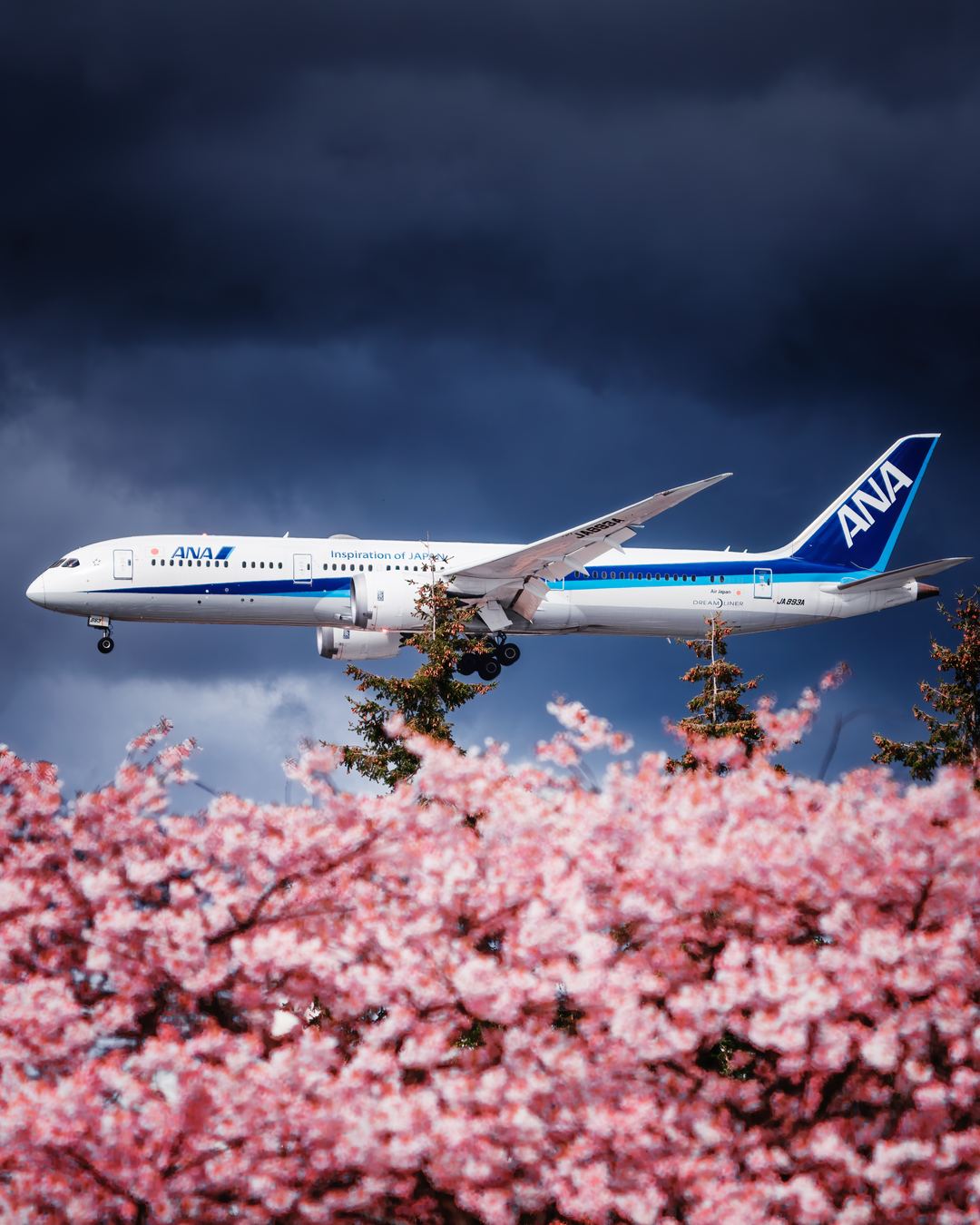 All Nippon Airways arriving into YVR with some cherry blossoms and some dark and dramatic clouds