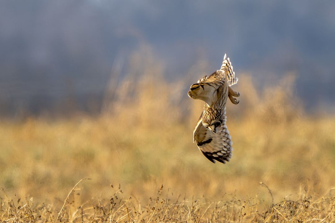 Short-eared Owl diving for food
