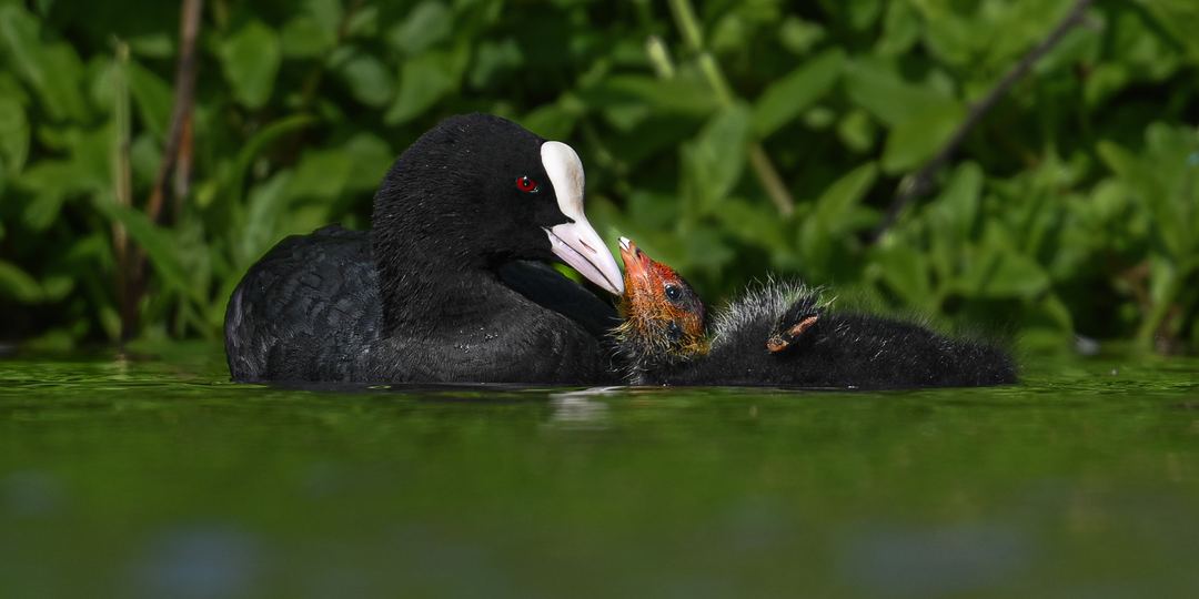 Coot and chick