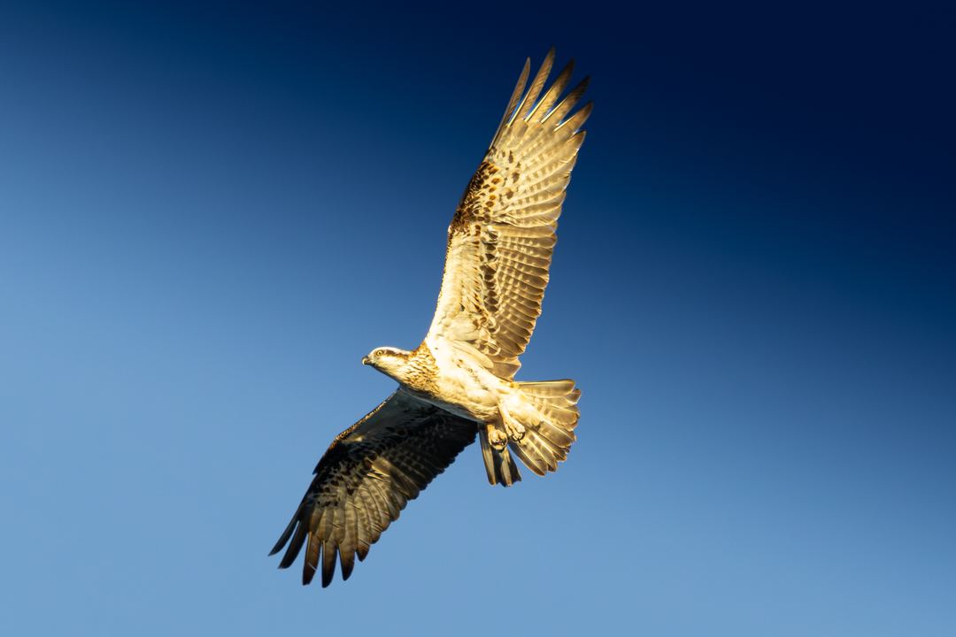 Photo of an osprey taken yesterday