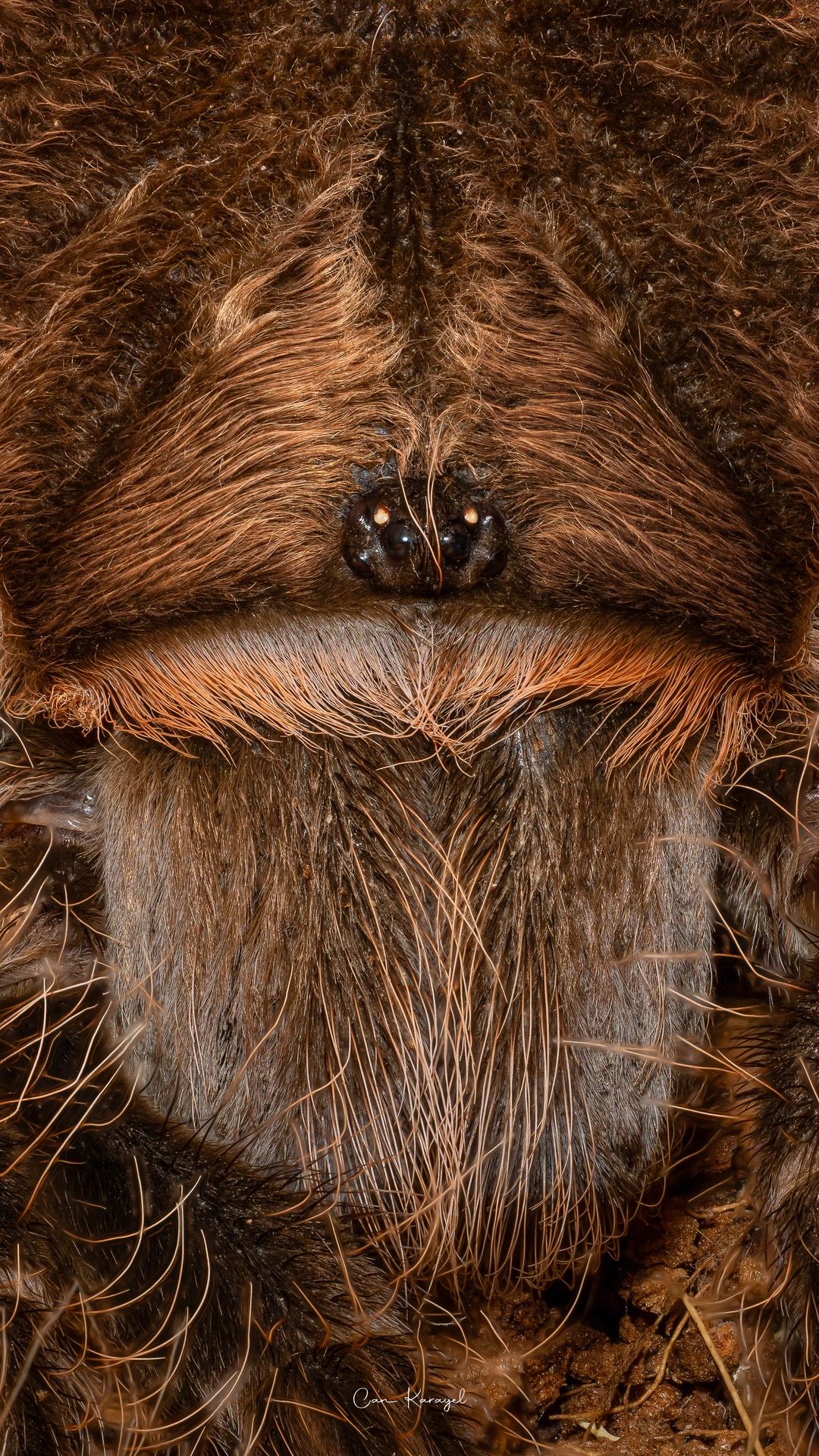 Tarantula eyes and fangs - 200 photos stacked