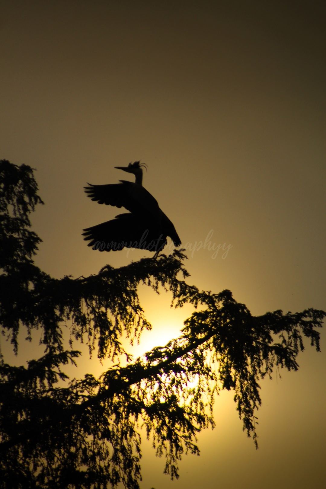 📸: Canon EOS 4000D + Sigma 150 to 600mm