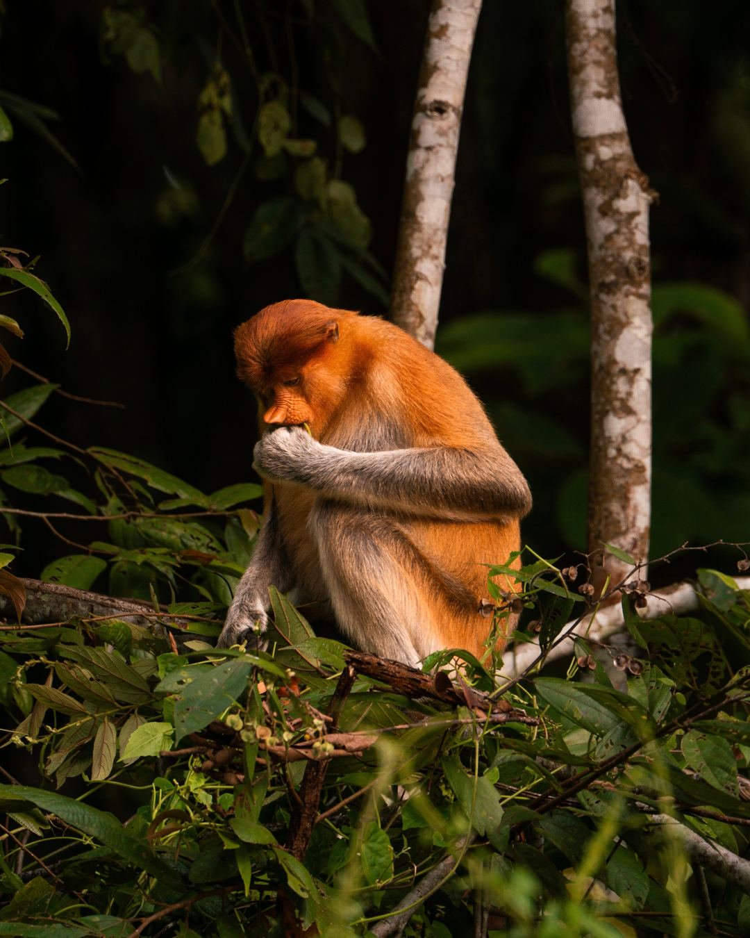 An endangered proboscis monkey feeding on some Mangroves, in the only place you can naturally find them in the wild… Borneo