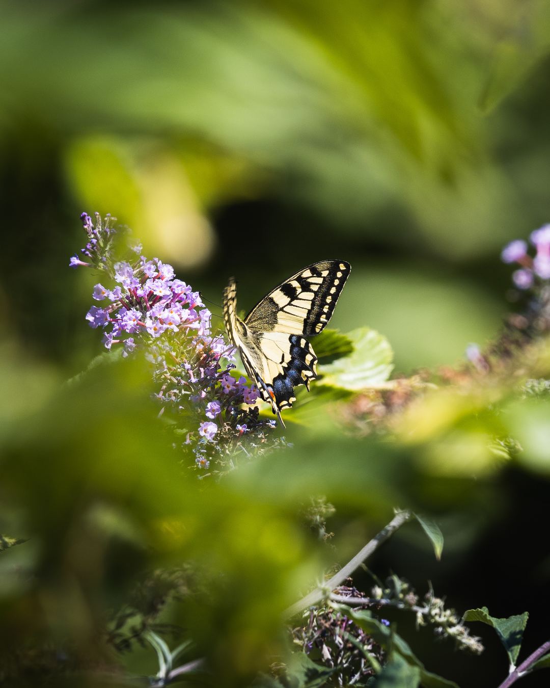 A Swallowtail (?) sat on a flower in Italy 