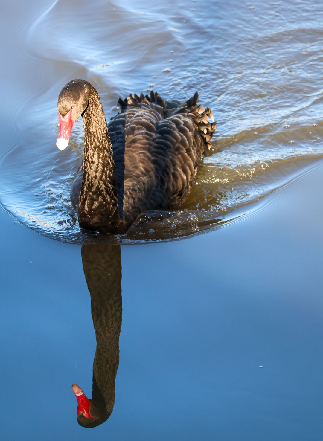 Black swan in the Yarra 