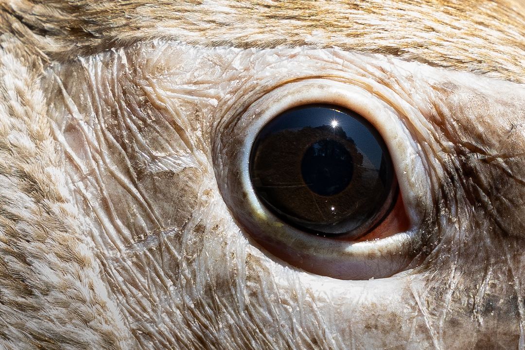 Seeing the world through a pelican’s eye