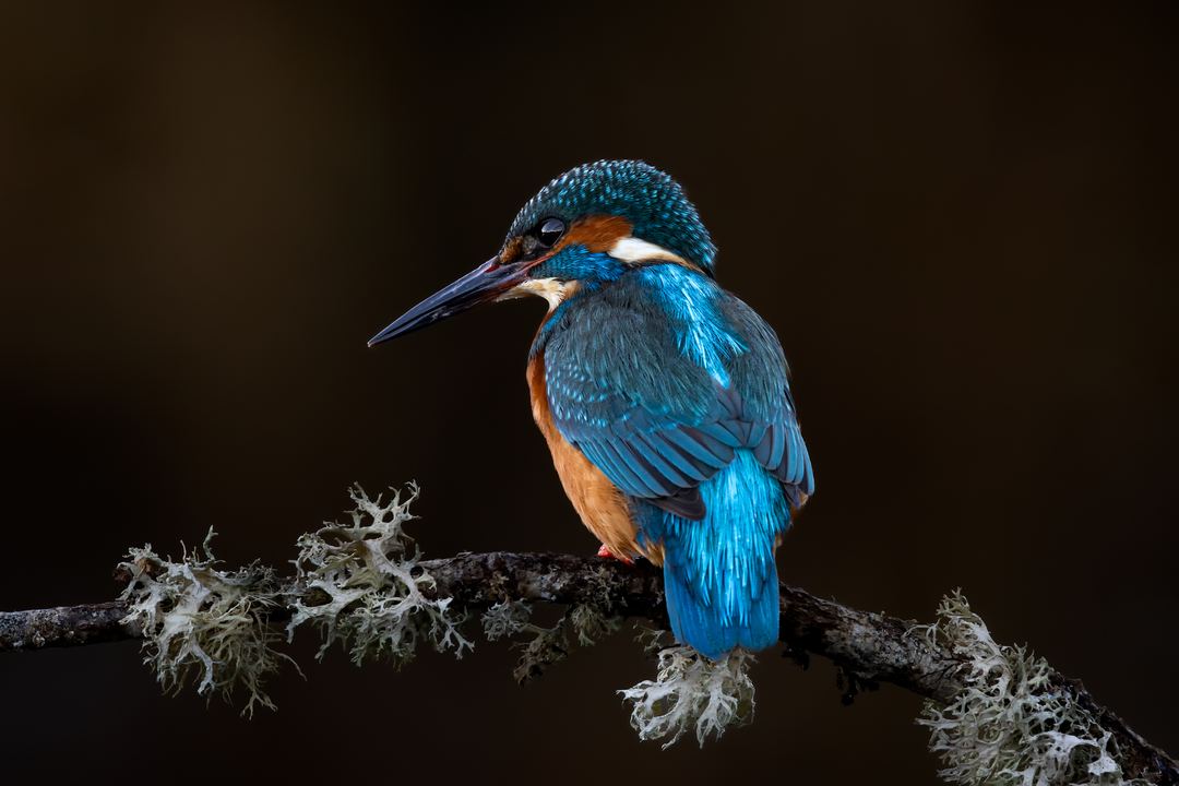 Awesome Kingfisher shot by Ollie. Thanks for sharing and giving us a go at it Ollie!

Edited in Camera Raw and Photoshop.
