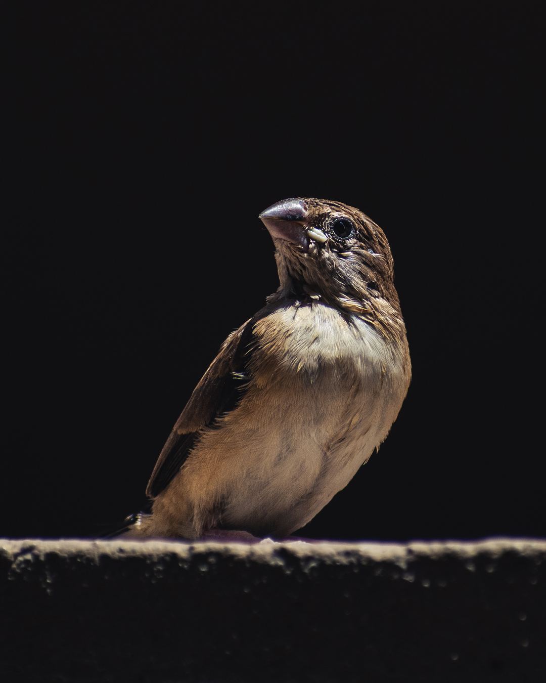 A baby Indian Silverbill looking up at her parents bringing her food