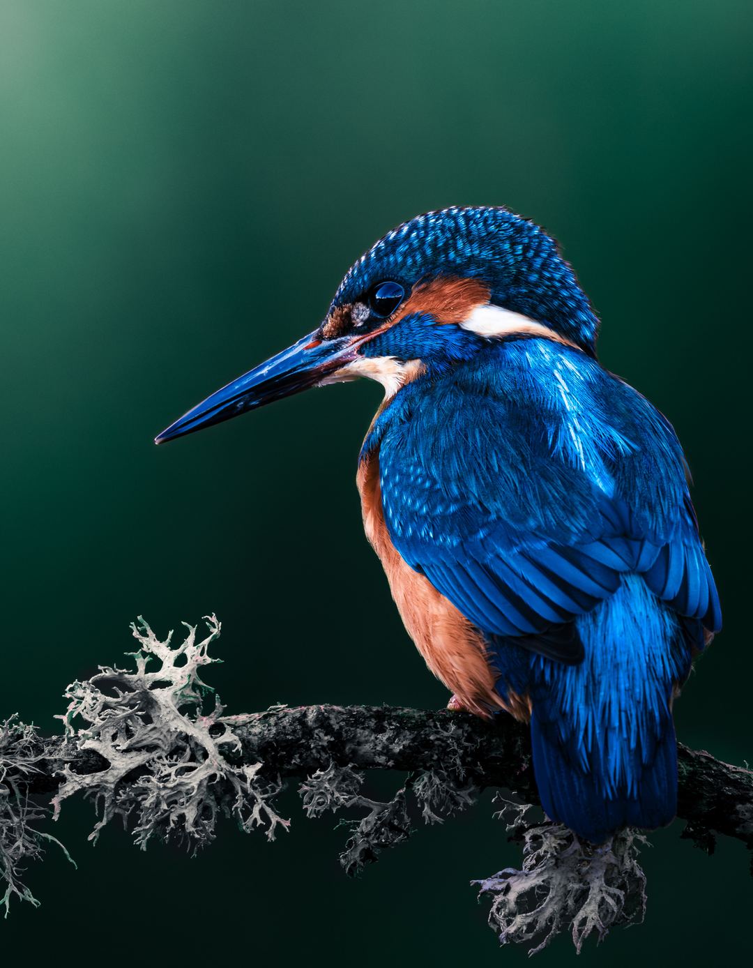 This was so much fun to edit, thanks Ollie for this unreal shot! I have been super inspired by a lot of the wildlife edits I’ve seen on Kōlab over the last few weeks so wanted to try something different and this was the perfect shot for it!