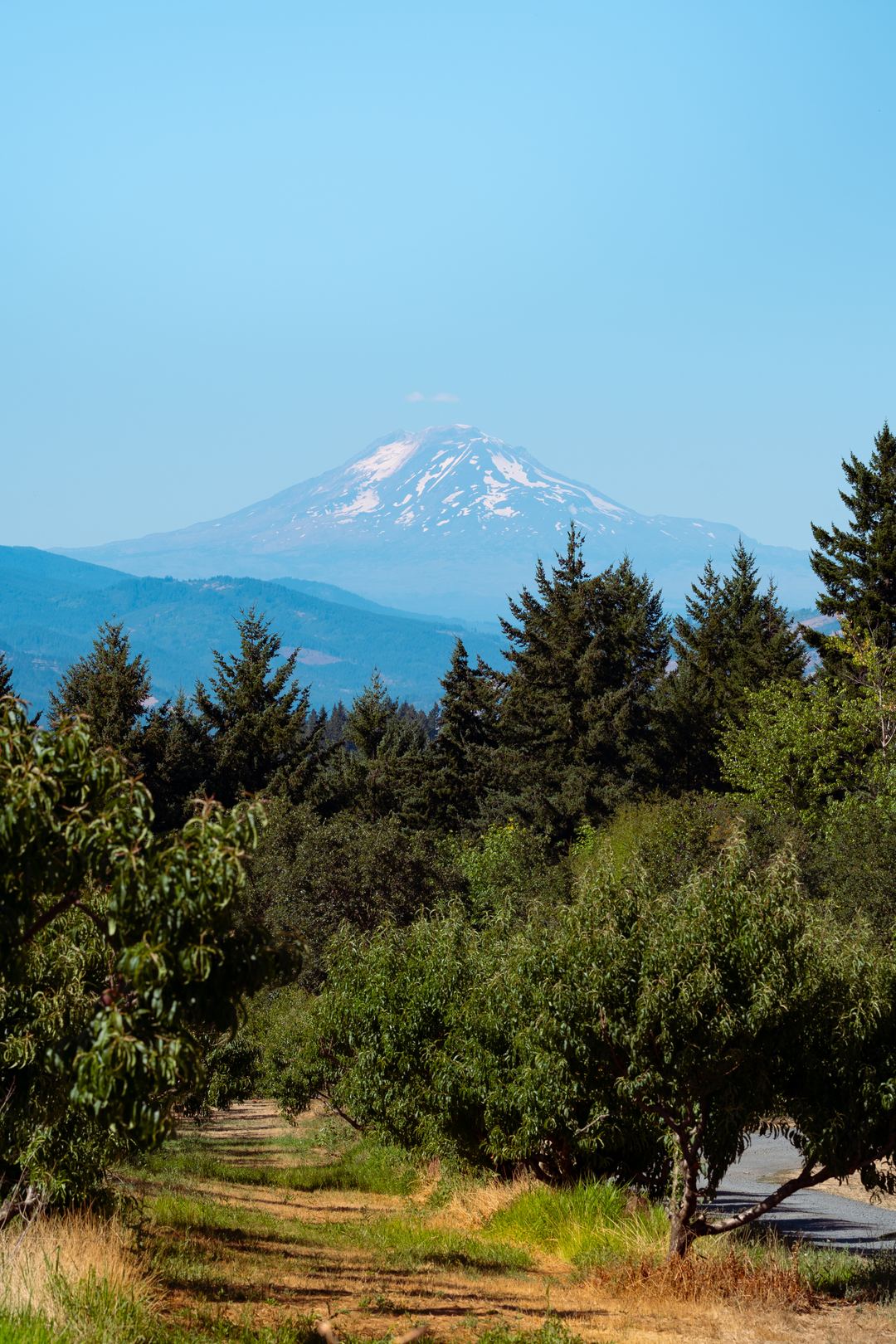 Mount Adams from an orchard in the hood river gorge 🌋