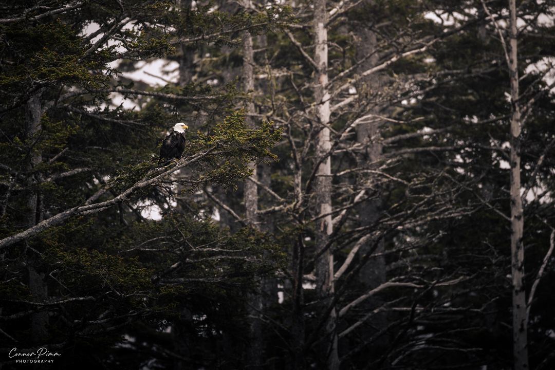 An adult Bald Eagle observes from its lofty perch