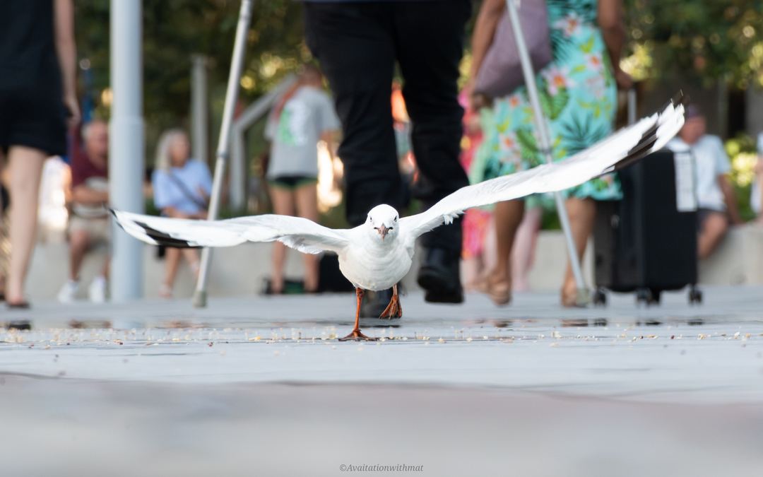 Talk about taking flight! 