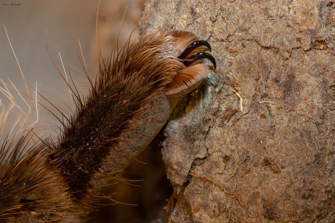 Tarantula toe - 40 photos stacked