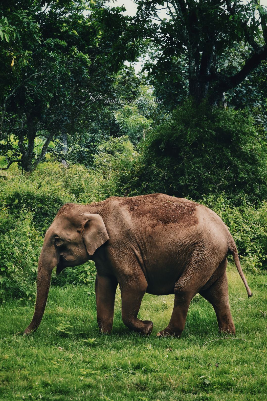 Shot this elephant in Bandipur Tiger Reserve.
